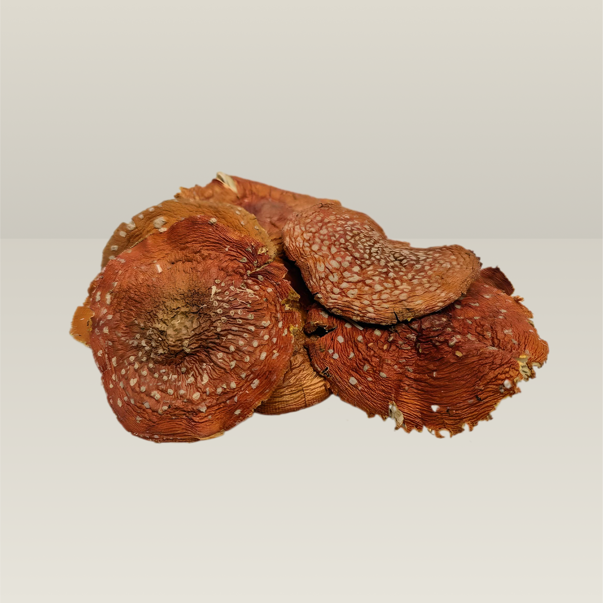 Handverlesene getrocknete Fliegenpilz-Hüte (Amanita Muscaria) mit höchster Reinheit und schonender Verarbeitung.